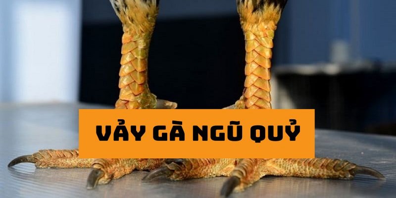 Vảy gà ngũ quỷ đặc trưng của các “thần kê” 