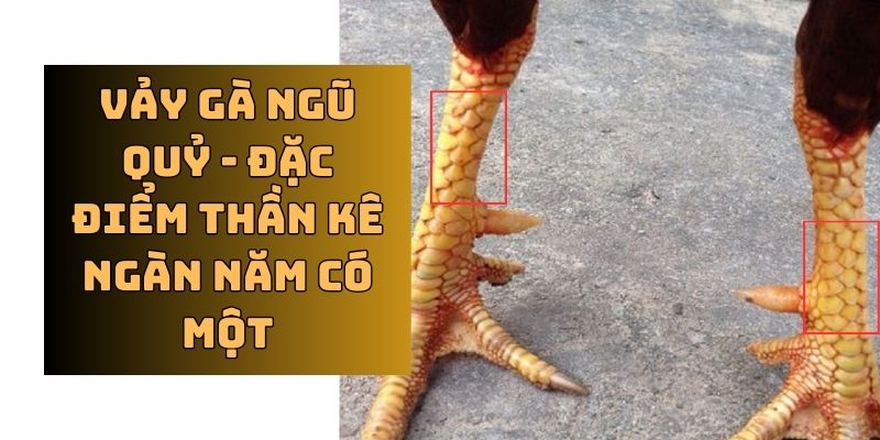 Nhận biết vảy ngũ quỷ qua một số tips nhỏ 